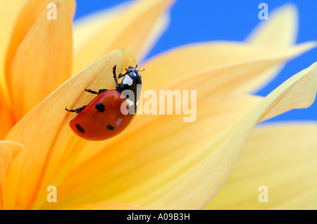 Marienkäfer auf Blume Stockfoto