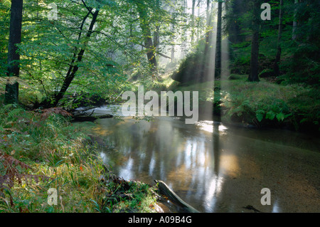 Sonnenstrahlen am Bach im Wald, Elbsandsteingebirge, Sächsische Schweiz, Sachsen, Deutschland Stockfoto