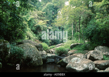 Regenwald, Australien, Queensland, Lamington National Park Stockfoto