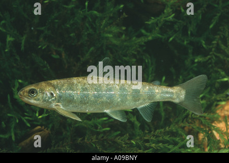 Atlantischer Lachs (Salmo salar), junge Stockfoto