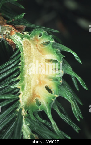 gelbe Fichten Ananas-Gall Adelges (Sacchiphantes Abietis, Adelges Abietis), Abschnitt Stockfoto