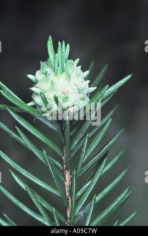 rote Lärche Abschürfung Adelgid, Adelges Lärche, Lärche wollig Blattlaus (Adelges Laricis) Stockfoto