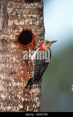 Rotbauch-Specht (Melanerpes Carolinus), weibliche Höhle, USA, Florida, Fort Myers Stockfoto