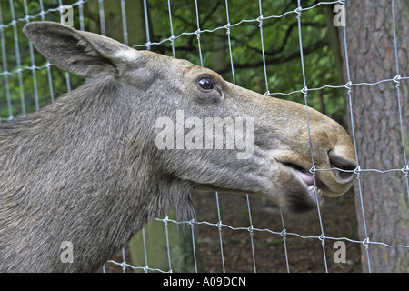 Elch, Europäischen Elch (Alces Alces Alces), Kuh an einem Zaun knabbern Stockfoto