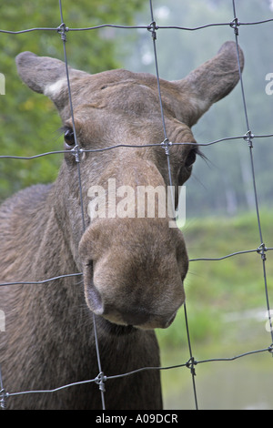 Elch, Europäischen Elch (Alces Alces Alces), Kuh an einem Zaun knabbern Stockfoto