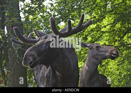 Elch, Europäischen Elch (Alces Alces Alces), Stier und Kuh Stockfoto