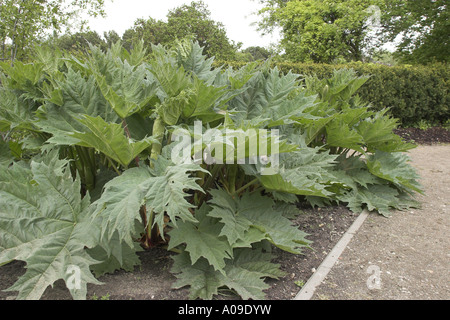 Chinesischer Rhabarber (Rheum Palmatum), Heilpflanze gegen gastritis Stockfoto