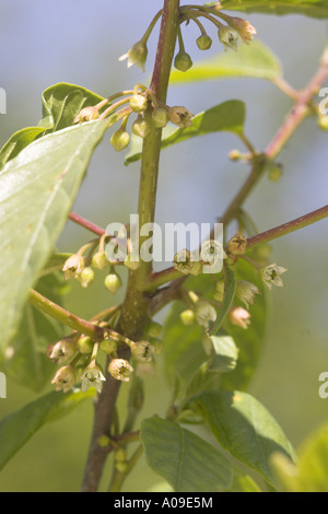 Faulbaum, glänzend Faulbaum (Frangula Alnus, Rhamnus Frangula), blühen Stockfoto