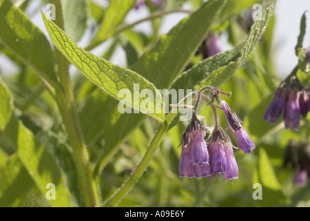 gemeinsamen Beinwell (Symphytum Officinale), Blumen Stockfoto