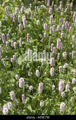 gemeinsamen cm, Wiese cm (Polygonum Bistorta, großen Bistorta), blühen Stockfoto