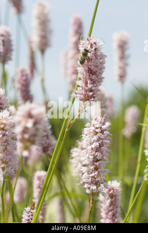 gemeinsamen cm, Wiese cm (Polygonum Bistorta, großen Bistorta), Blütenstände Stockfoto