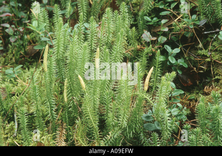 Bärlappen steif, steif Boden-Kiefer (Lycopodium Annotinum), mit Sporophylls, Estland, Tartu maakond Stockfoto