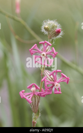 Zwerg, Pink Star, gespaltenen-blättrige Campion (Silene Colorata), Blume, Spanien, Andalusien Stockfoto