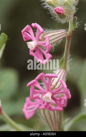 Zwerg, Pink Star, gespaltenen-blättrige Campion (Silene Colorata), Blume, Spanien, Andalusien Stockfoto