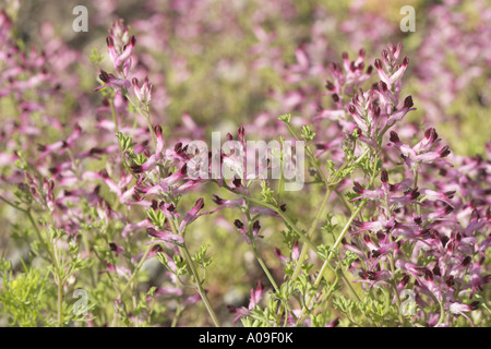 gemeinsamen Erdrauch, Medikament Erdrauch (Fumaria Officinalis), blühen Stockfoto