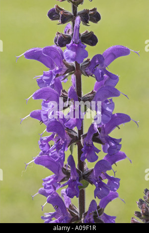 Wiese Clary, Wiese Salbei (Salvia Pratensis), Blütenstand Stockfoto