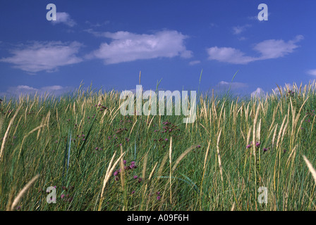 Sanddünen im Sommer bei Sandscale Hawes Stockfoto