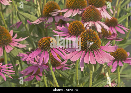 Sonnenhut (Echinacea Purpurea), Blütenstände Stockfoto