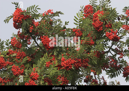 Europäische-Vogelbeerbaum, Eberesche (Sorbus Aucuparia), Früchte Stockfoto