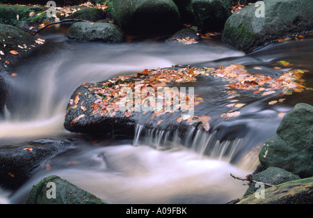 Herbstlaub in Burbage Brook, Padley Schlucht, Derbyshire Stockfoto