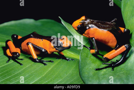 zwei 2 rot schwarz POISONARROWFROG Frösche Poison Arrow Frog DENDROBATES HISTRIONICUS vergiften Venom Amphibien poisonarrow Stockfoto