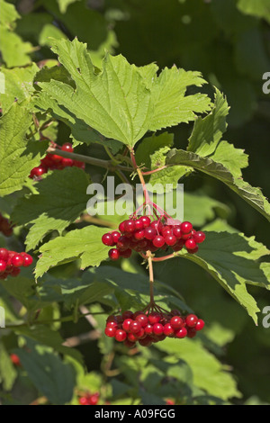 Guelder-Rose Schneeball (Viburnum Opulus), Reife Früchte Stockfoto