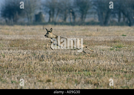 Rehe Capreolus capreolus Stockfoto