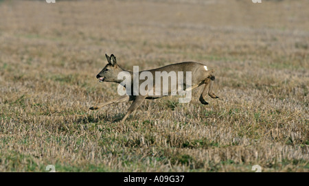 Rehe Capreolus capreolus Stockfoto