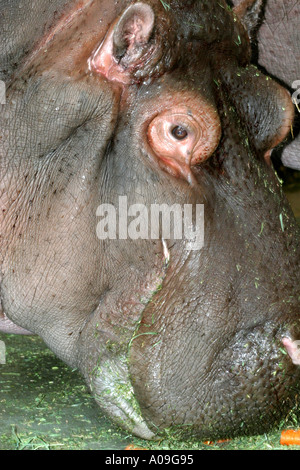 Nilpferd Hippopotamus amphibische; Auch genannt: Hippo Stockfoto
