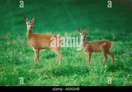 Reh Reh und Kitz Stockfoto