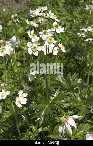 Narzissen-Anemone (Anemone Narcissiflora), blühende Pflanzen Stockfoto