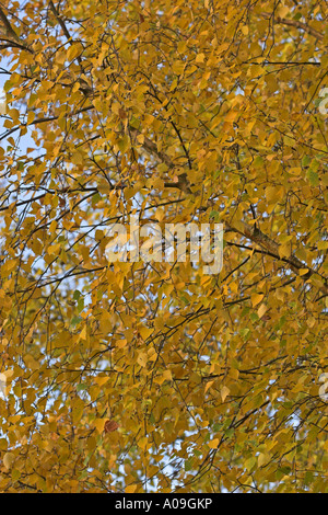 gemeinsamen Birke, Birke, Europäische weiße Birke, weiß-Birke (Betula Pendel, Betula Alba), verlässt in herbstlichen Farben Stockfoto