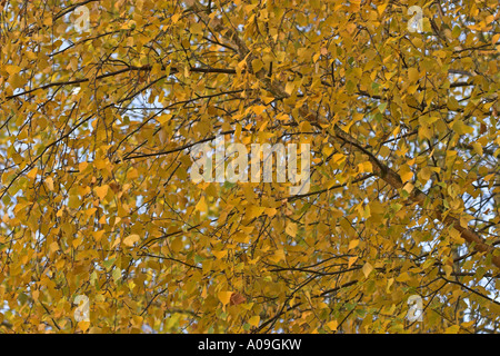 gemeinsamen Birke, Birke, Europäische weiße Birke, weiß-Birke (Betula Pendel, Betula Alba), verlässt in herbstlichen Farben Stockfoto