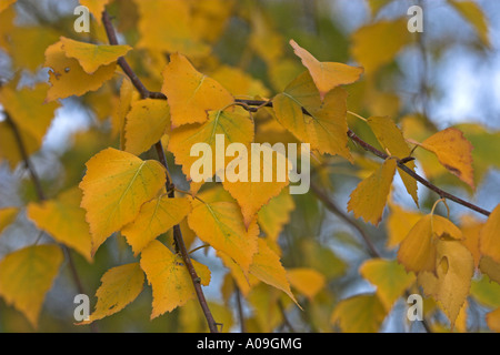 gemeinsamen Birke, Birke, Europäische weiße Birke, weiß-Birke (Betula Pendel, Betula Alba), verlässt in herbstlichen Farben Stockfoto