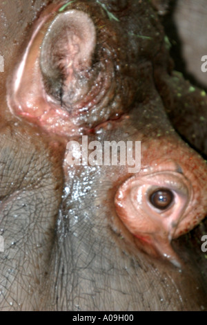 Nilpferd Hippopotamus amphibische; Auch genannt: Hippo Stockfoto