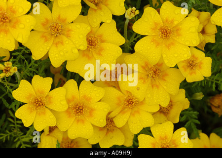 Zitrone-Ringelblume, Signet Ringelblume (Tagetes Tenuifolia, Tagetes Signata), Blumen Stockfoto