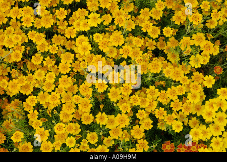 Zitrone-Ringelblume, Signet Ringelblume (Tagetes Tenuifolia, Tagetes Signata), Blumen Stockfoto