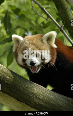 kleinere Panda, roter Panda (Ailurus Fulgens), portrait Stockfoto