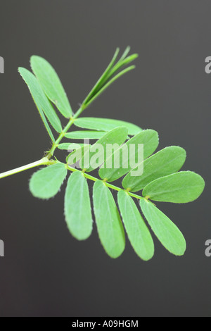 Sinnpflanze, Touch-me-not (Mimosa Pudica), Sesible Pflanzenblätter, die zusammen falten, nach dem berühren und öffnen Sie erneut nach einem wh Stockfoto