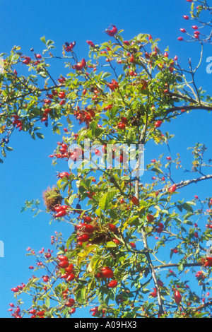 Leuchtend rote Hagebutten der Hundsrose vor blauem Himmel Stockfoto