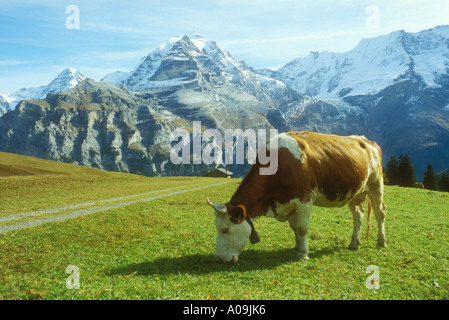 Kuh im alpinen Wiese in der Nähe von Lauterbrunnen im Berner Oberland in der Schweiz im Herbst Stockfoto