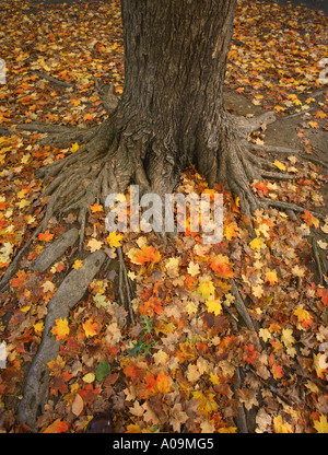 Die Basis eines Baumes im Herbst mit Laub um die Basis des Baumes im Wald Stockfoto
