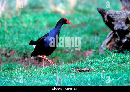 B-572 NEW ZEALAND PUKEKO IN GRASS Stockfoto