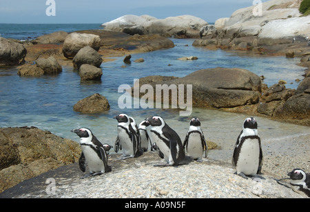 Gruppe der afrikanischen Pinguine am Boulders Beach in Südafrika Stockfoto