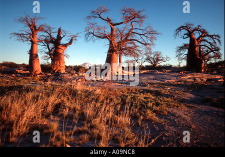 Mystische Baobabs Stockfoto