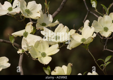 Blühende Hartriegel im Central Park Stockfoto