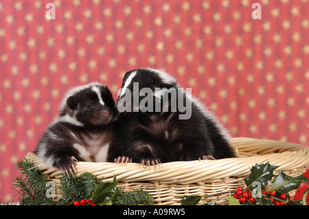 zwei junge gestreiften Stinktiere in Korb / Mephitis Mephitis Stockfoto