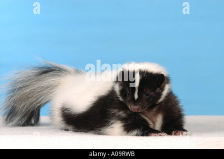 junge gestreiften Skunk - liegend / Mephitis Mephitis Stockfoto