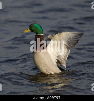 Stockente, die Flügel Strecken. Stockfoto