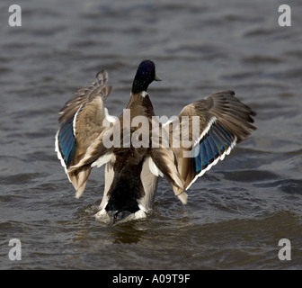 Stockente, die Flügel Strecken. Stockfoto